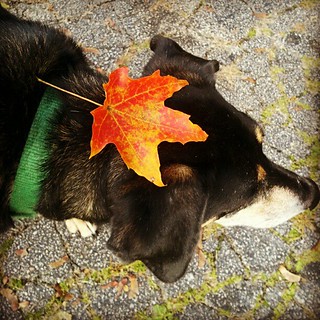 "Where oh where did that #leaf go?" #dogstagram #dogs #fall #leaves #instadog #hound #rescue #adoptdontshop #picoftheday