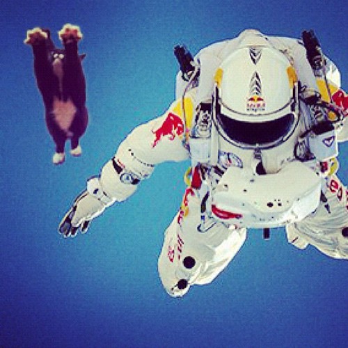 Lauren's kitty snuck in to the #redbull capsule to set a cat free fall record.