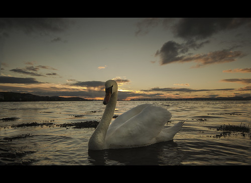 River Tay - Swan by Michael~Ashley