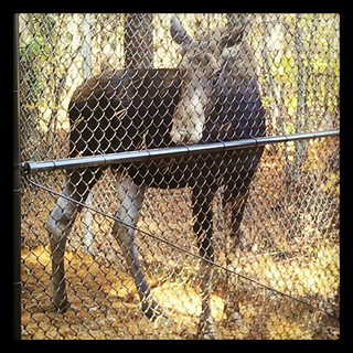 Annie the #moose #maine #wildlife #park #petstagram #pretty #love #fall