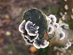 Fungi branch