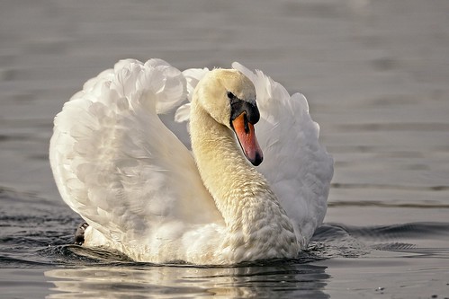 Swan on the Lake by Rivertay (more off than on)