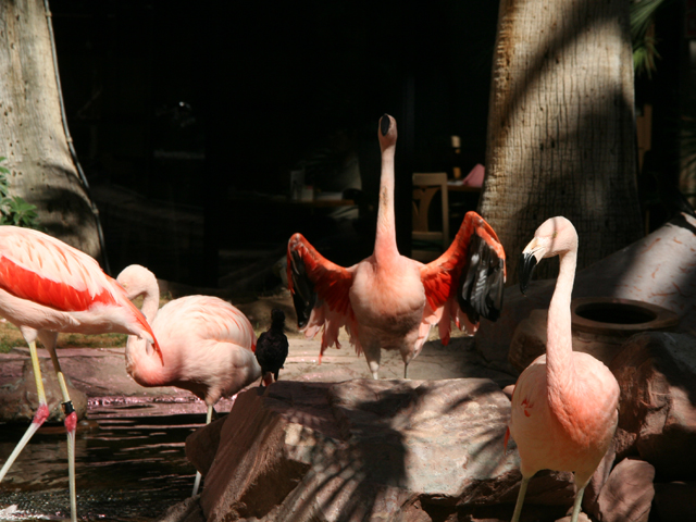 Flamingo Hotel Wildlife Habitat