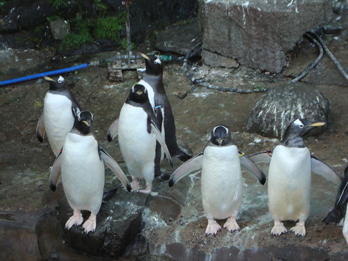 Gentoo Penguins, Edinburgh Zoo, 2012 by photphobia