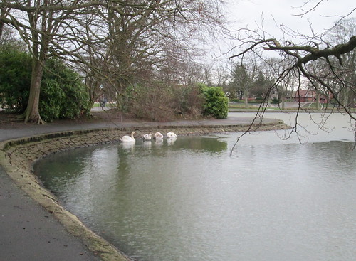 The swans 2