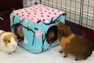 guinea pig fleece cube house review