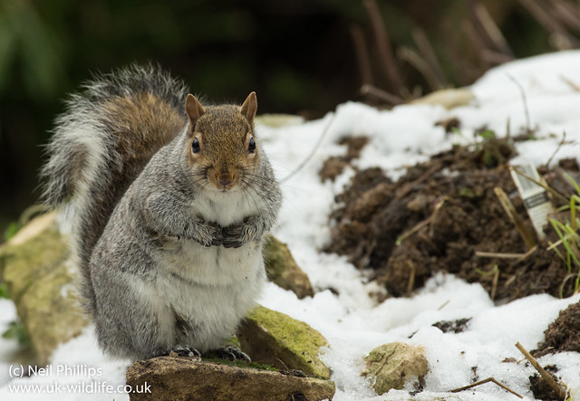 grey squirrel in snow 3