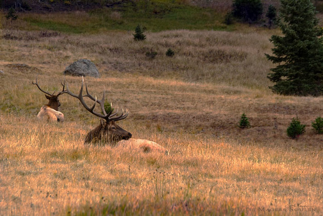 Two mature bull elks bed down for the evening in an alpine meadow as the sun goes down.