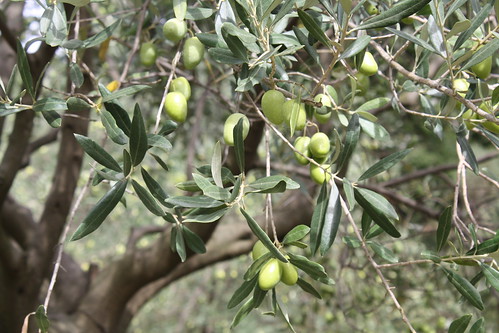 Pincholine Olives