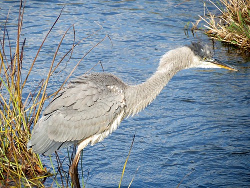 Great blue Heron - Grand Héron  20 Oct 2012    198 by Diane G....Thanks for over 50,000 Views....