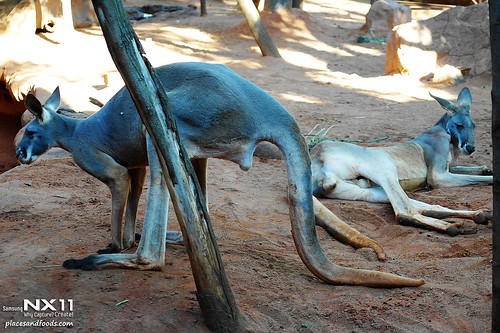 WILD LIFE Sydney Zoo kangaroo