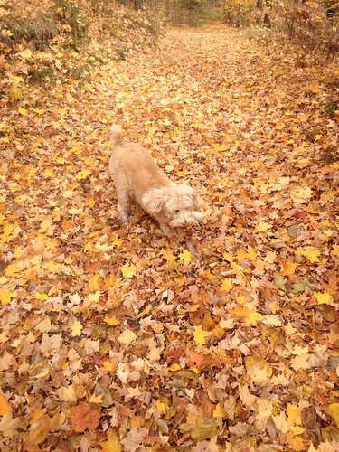 Addison playing in the leaves