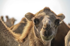 Camel Features