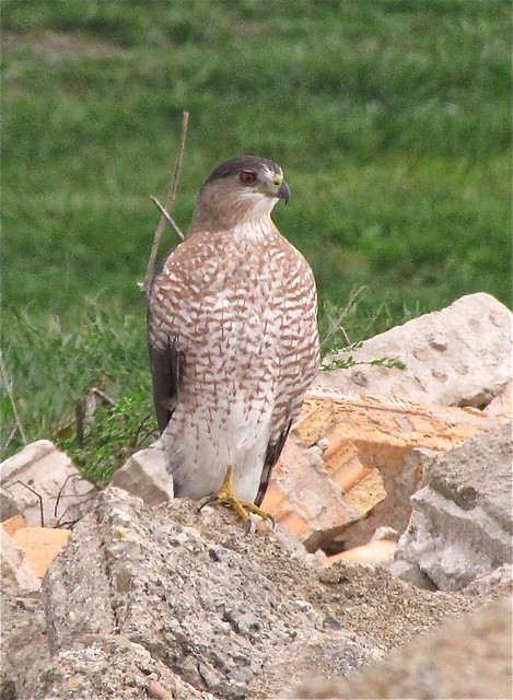 Cooper's Hawk at Gridley Wastewater Treatment Ponds 03