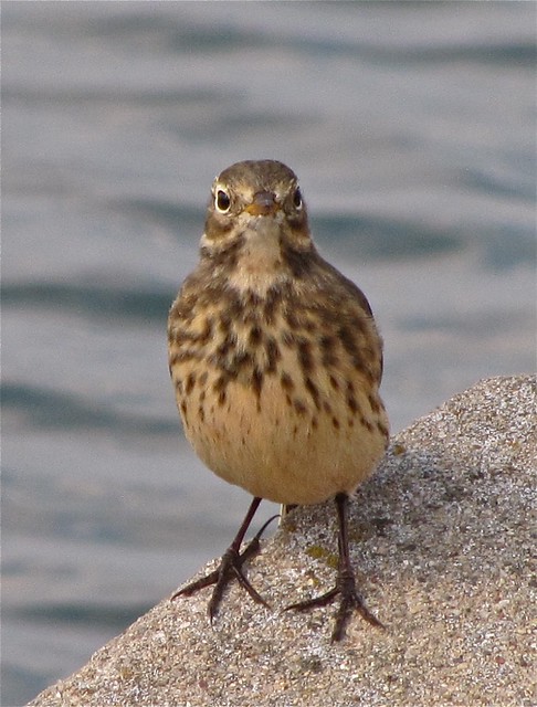 American Pipit at Gridley Wastewater Treatment Ponds 01