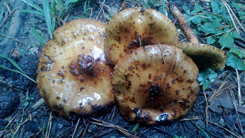 Photo von vier bräunlichen Pilzen