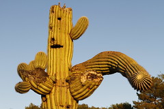Arizona 2012