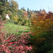 Burcina Foliage 2012 05