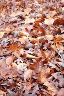 Leaves of Hickory & Oak