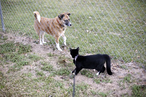 Jack Cat meets the neighbor dog.