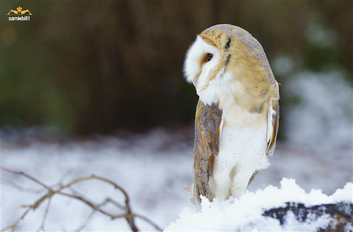 The Teaching Owl has cold feet. by sarniebill1