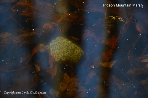 Pigeon Marsh Amphibian Eggs by USWildflowers, on Flickr