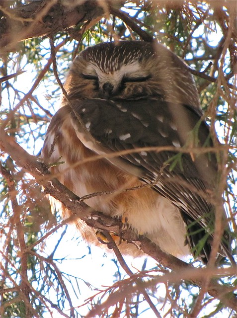 Northern Saw-whet Owl at Clinton Lake 002