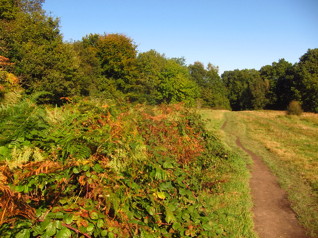 The Stock Pond Meadow