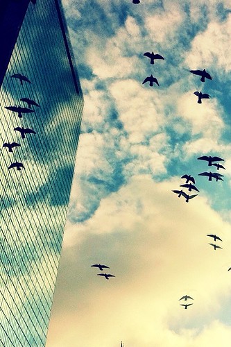 Glass & Sky & Birds over Copley Square, Boston by BradKellyPhoto