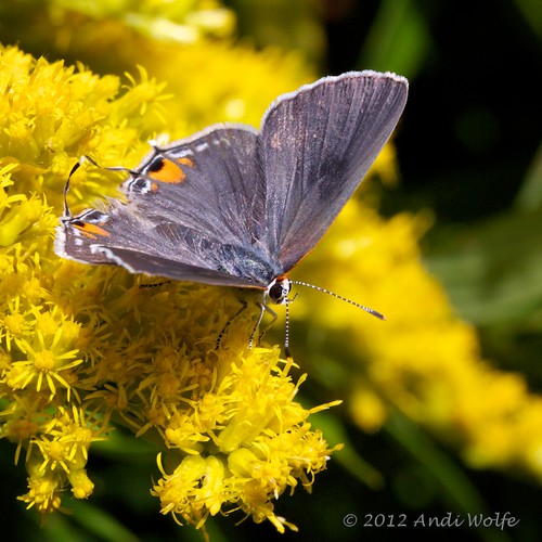 Gray hairstreak butterfly by andiwolfe