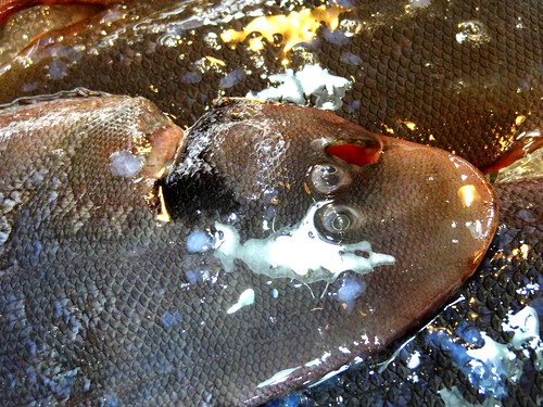 比目魚有皇帝魚之稱，也是底棲性魚種，身形扁平，也被稱作牛舌魚、半邊魚。