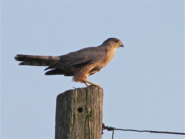 Cooper's Hawk near Gridley Wastewater Treatment Ponds 01