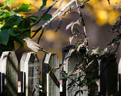 house sparrow (passer domesticus)