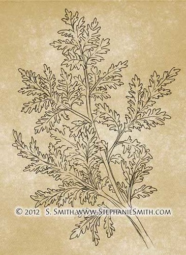 Ink Drawing of Wormwood (Artemisia)