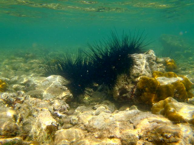 A sea urchin bridge