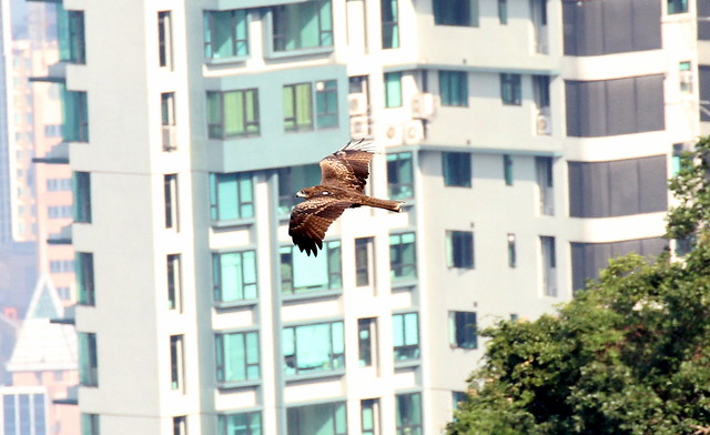 Black Kite flying past Hong Kong city buildings