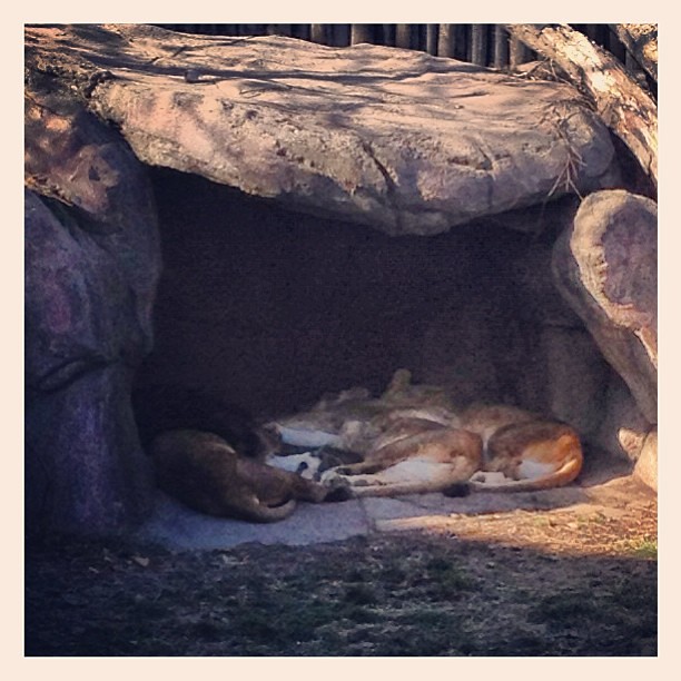 Lions spooning. Really. The one has her arm around the other one!  @clemetzoo #zoo #lion #happyincle