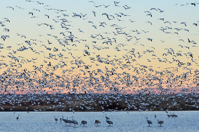 Snow Geese & Sandhill Cranes