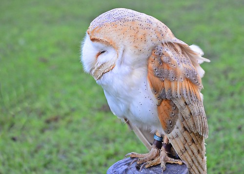 Barn Owl 1 by birbee
