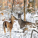 2012-12-30 Iroquois Park Deer - Version 2