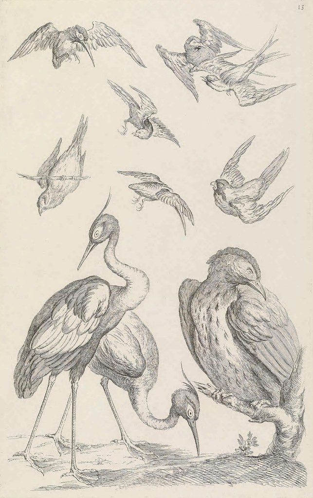 Huquier's 1730's bird sketches