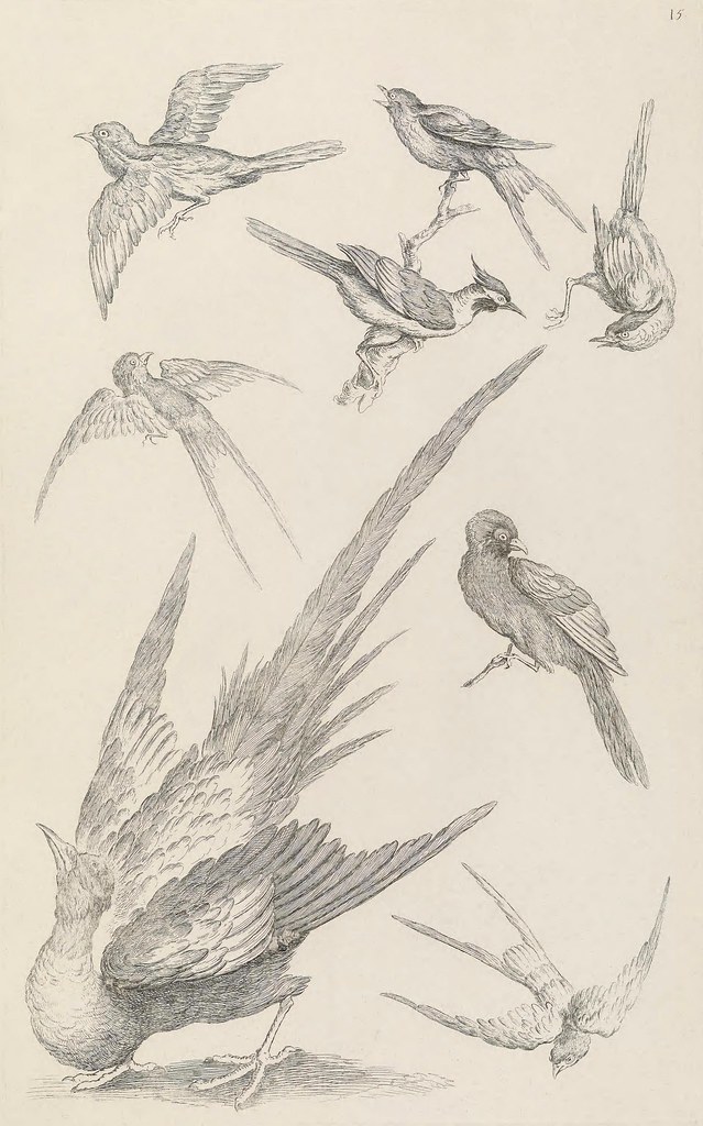 birds of China illustrations