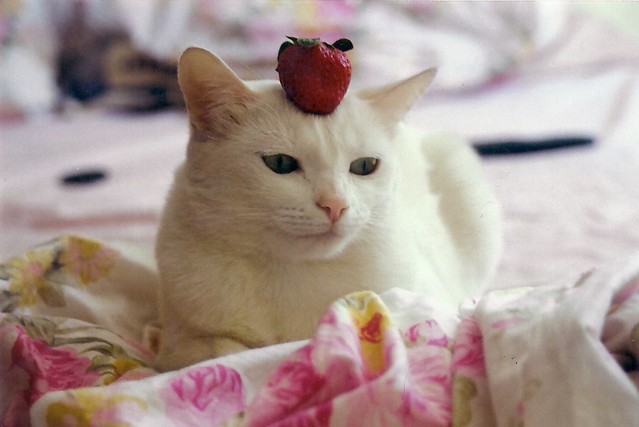 Strawberry cat - 無料写真検索fotoq