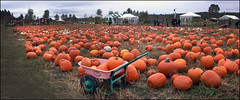 Visit to the Punkin Patch
