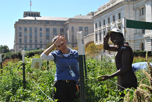 USDA Executive Master Gardeners Jenifer Stevenson (Loan Specialist for USDA-Rural Development on left) and Effie Baldwin (Management Resource Officer for USDA-National Institute of Food and Agriculture on right) work hard at picking Tomato 'Abraham Lincoln' in the Headquarters People's Garden. Volunteers harvest from the garden during lunchtime every Tuesday. Over 1,000 lbs of fresh produce has been donated to a local community kitchen so far this year.