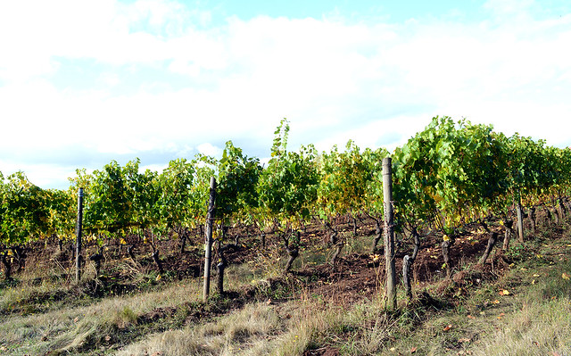 Copper Mountain Vineyard