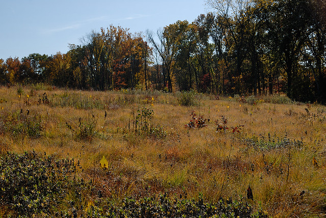 Shaw Nature Reserve (the Arboretum), in Gray Summit, Missouri, USA - prairie
