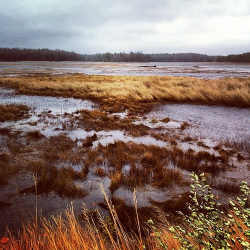 the local Rachel Carson refuge, flooded and buffeted by #sandy #maine