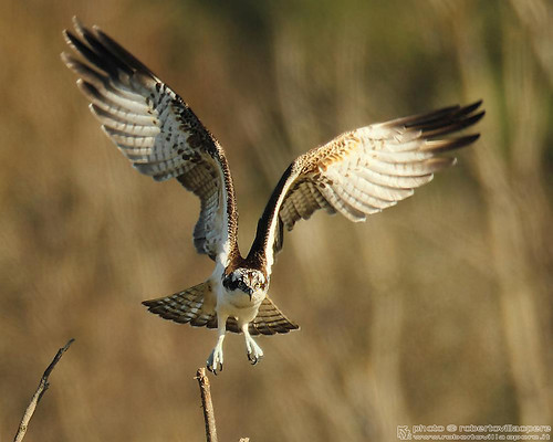 Falco pescatore - Pandion haliaëtus - Osprey by robertovillaopere