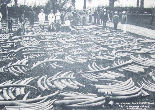 Colonial ivory for export_Kisangani